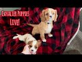 Cavalier puppy livestream maisy  charlotte take over the house