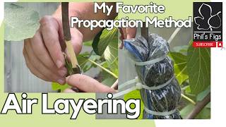 The Best Propagation Method For Figs Air Layering
