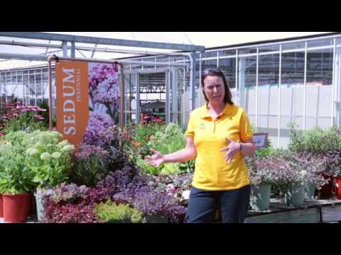 4 Unheard Of Ways To Achieve Greater Benefits Of Succulents