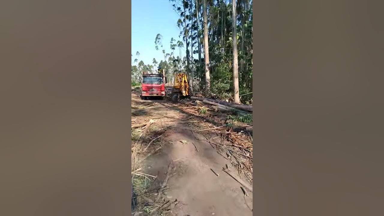 Bell logger 225 loading eucalyptus logs into a truck YouTube