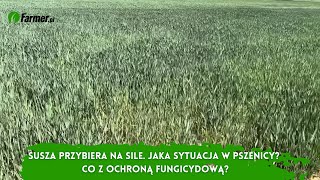 Susza przybiera na sile. Jaka sytuacja w pszenicy? Co z ochroną fungicydową?