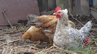 Вечером пошла в стайку посмотреть чем занимаются курочки! Вечером пошла в стайку посмотреть чем занимаются курочки!