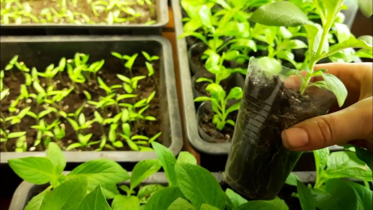 Остеоспермум прищипка рассады. Цветок остеоспермум рассада. Остеоспермум посев семян. Остеоспермум пикировка рассады. Цветок остеоспермум рассада.