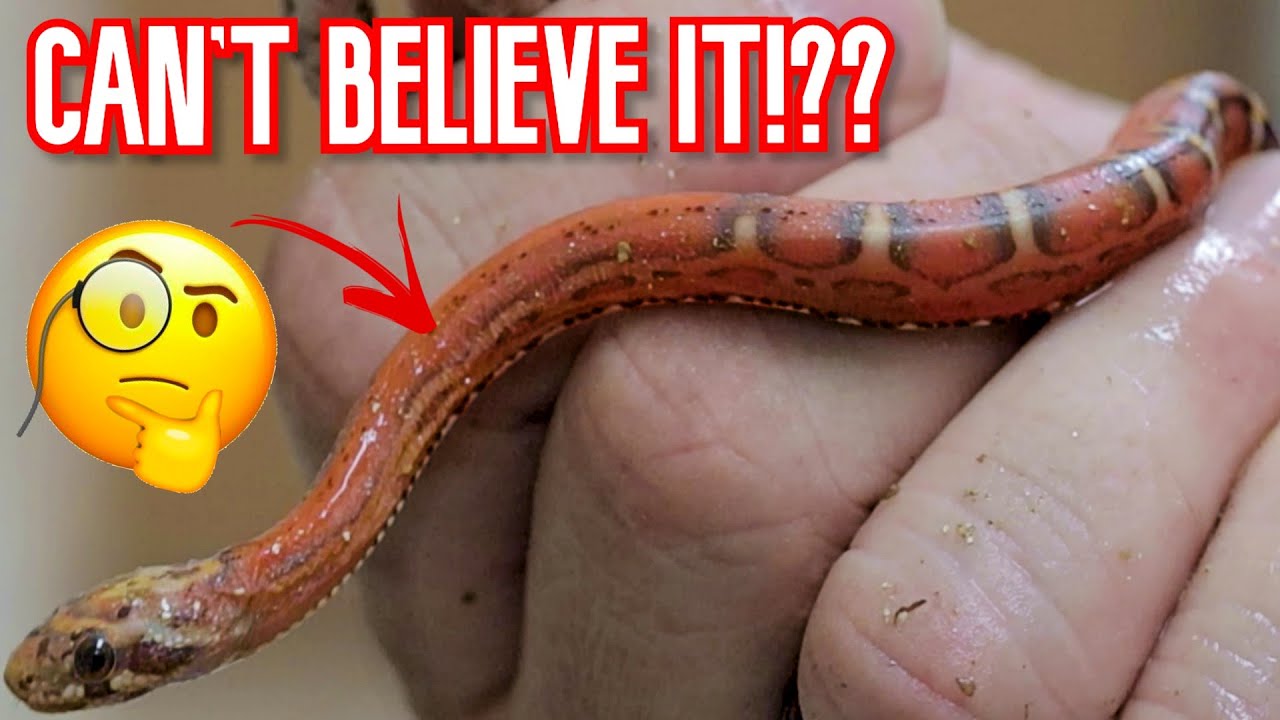 vlogs in spanish YOU WON'T BELIEVE THE MYSTERY BABY SCALELESS SNAKES HATCHED!! | BRIAN BARCZYK
