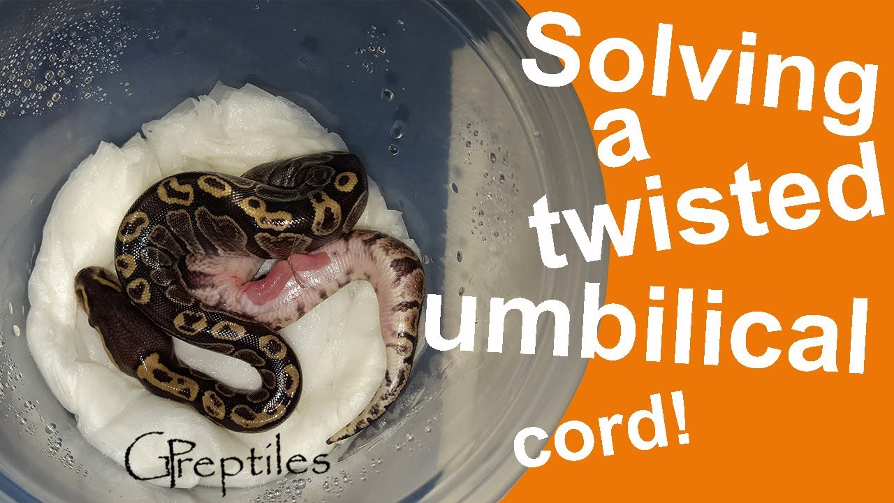 królewskie piwo Cutting a twisted umbilical cord - BP clutch #3!