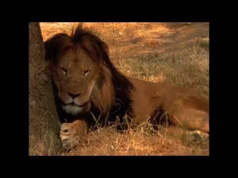 يا ليل يا آية خالق قصيدة رائعة