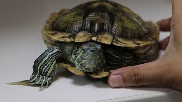 A red-eared slider has shell rot.