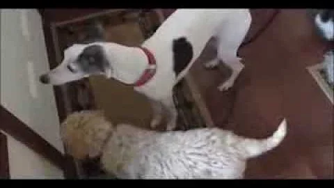 When Whippets & Goldendoodles Walk