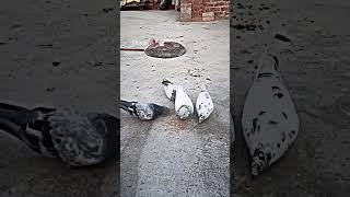 shock ?️ #birds #pigeon #viral #kabootar #piano #animals #love #keşfet #sad