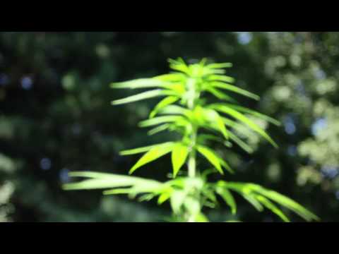 Buju Banton Sensimilla Persecution