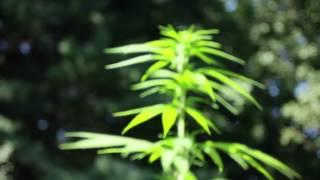 Watch Buju Banton Sensimilla Persecution video