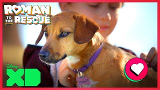 Pigeons Forever Family Roman To The Rescue X