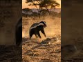 #KingCobra #SnakeFight #  #ViralVideo #Shorts #Reels #বাংলা #সাপ #কুবরা #হানিভেজার #জঙ্গলের_লড়াই