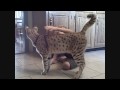 A Beautiful Relationship - Savannah Cat MAGIC and Andreas Stucki.