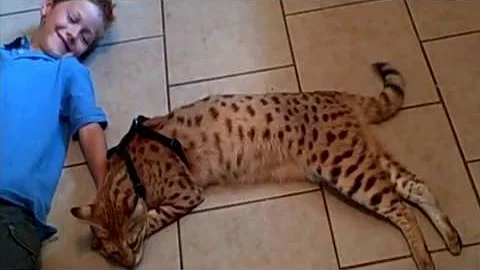 A Beautiful Relationship - Savannah Cat MAGIC and ...