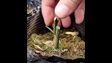 Cách ghép mắt bưởi rất nhanh