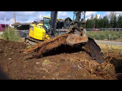 Bamboo removal