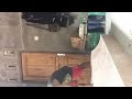 cara bikin lemari gantung dapur