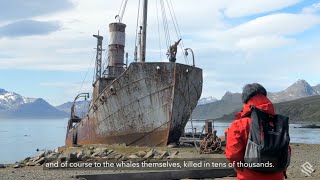 Behind the Lens: An Emotional Walk through Grytviken, South Georgia