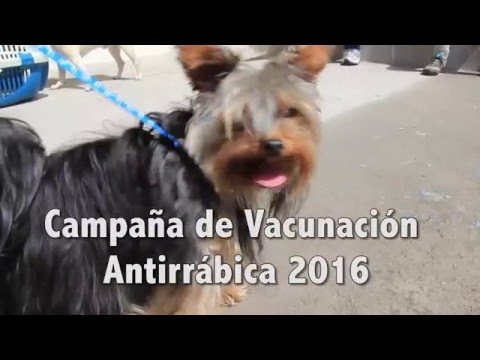 Vídeo: Sèrie De Vacunació Felina Part 4: Tres Vacunes Innecessàries Per A Gats