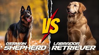 German Shepherd vs Labrador Retriever: The Ultimate Showdown