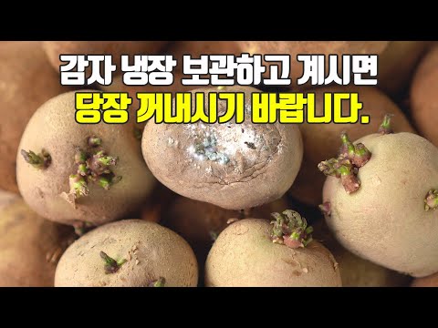 potato everything what you need to know (purchase tips, washing, effects, keep,eat)