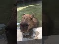 Sedekat ini kita dengan capybara heWan Yang paling santuy banget. Gemes deh pengen dibawa pulang