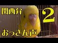 おしゃべりセキセイインコ【低音ボイスの関西弁をしゃべる】