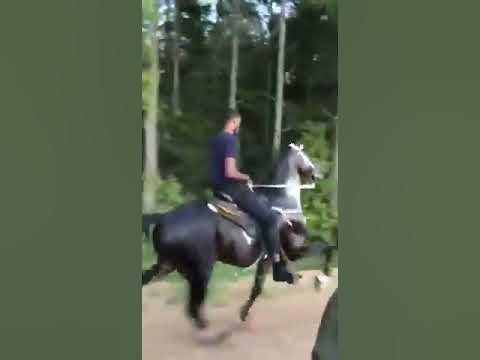 Fatalidade: raio mata tropa de cavalos em fazenda; vídeo — CompreRural