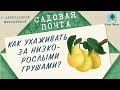 САДОВАЯ ПОЧТА с Александрой Миролеевой: Как ухаживать за низкорослыми грушами. Выпуск 5. Сады Урала