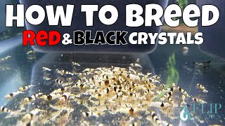 How to Care for and Breed Crystal Red and Black Shrimp - The Basics for Freshwater Shrimp