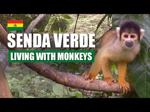 Living with monkeys - LA SENDA VERDE [Coroico Bolivia] | Travel Series [S2-E10] - South America 2017