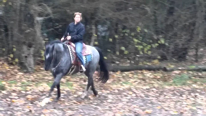 Isle be a River all around horse for sale