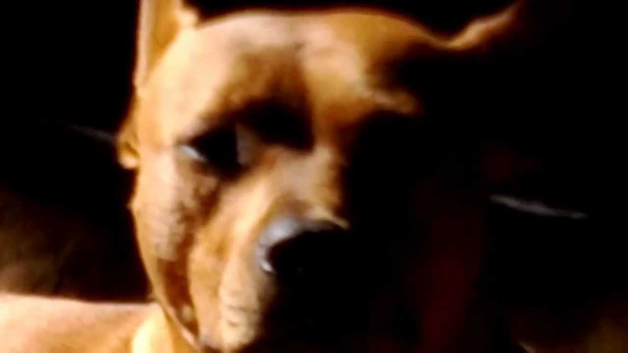 my dingo/pit mix taina..fights falling asleep ; }