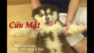 Mật bị phạt vì tội quá nghịch - còn dám to gan cãi giả rồi dỗi nữa chứ -  Mật Pet Family