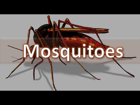 Video: Vad är skillnaden mellan culex och anopheles mygga?