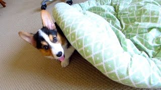 CORGI PUPPY'S FUNNY MOVING BED - Part 2 by Great Gatsby the Corgi 76,501 views 9 years ago 1 minute, 16 seconds