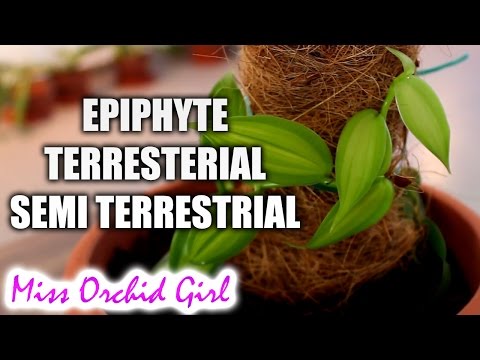 Video: Epiphyte (thực vật): nó là gì và nó mọc ở đâu