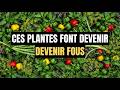 Les Plantes Compagnes Pour Les Poivrons Qui Triplent Naturellement Votre Récolte