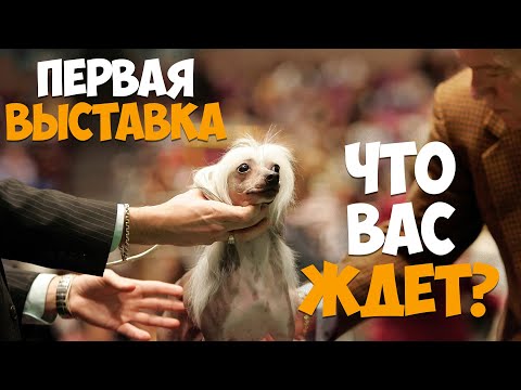 Видео: Преподавание Dog Recall с использованием метода бумажной тарелки