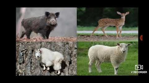 Std V (Class 5) / Maharashtra Board / EVS 2 / From Shelters to Village Settlements