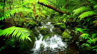 Lush Tropical Stream in Hawaii Jungle. 4k Forest Stream Sounds, Relaxing Nature Video 10 hours.