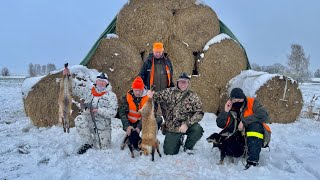 Revejakt i halmballer med terriere. Fox hunting in hay bales using terriers.