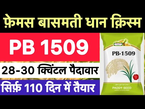 How to cultivate Pusa Basmati 1509 | PB 1509 paddy variety details