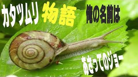 カタツムリの一匹狼 Youtube