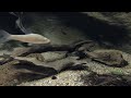 【淡水魚シリーズ 2】ウシモツゴのなわばりとケンカ