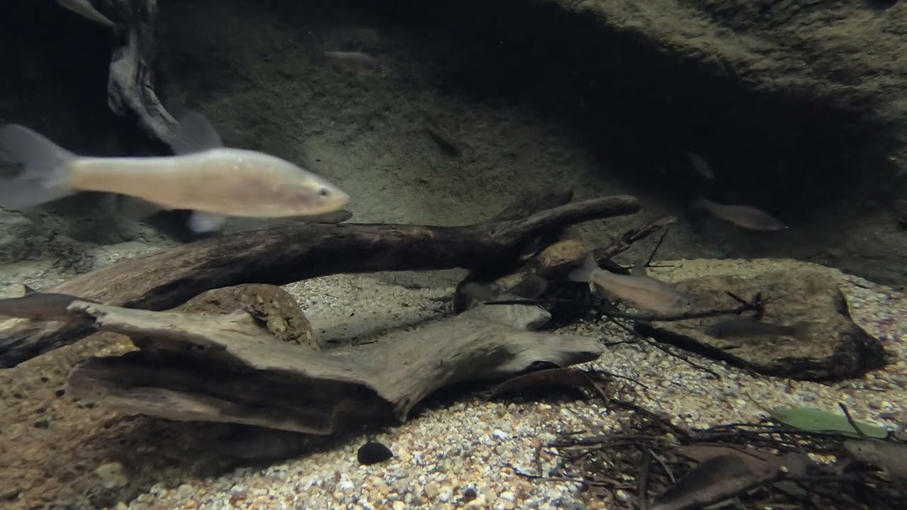 【淡水魚シリーズ 2】ウシモツゴのなわばりとケンカ