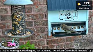 LIVE Bird Feeder Cam 24/7 🐦 | You Control 4 Cameras | Tennessee | 7/28/2026 | AM