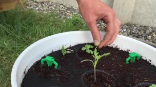 How to thin your basil seedlings