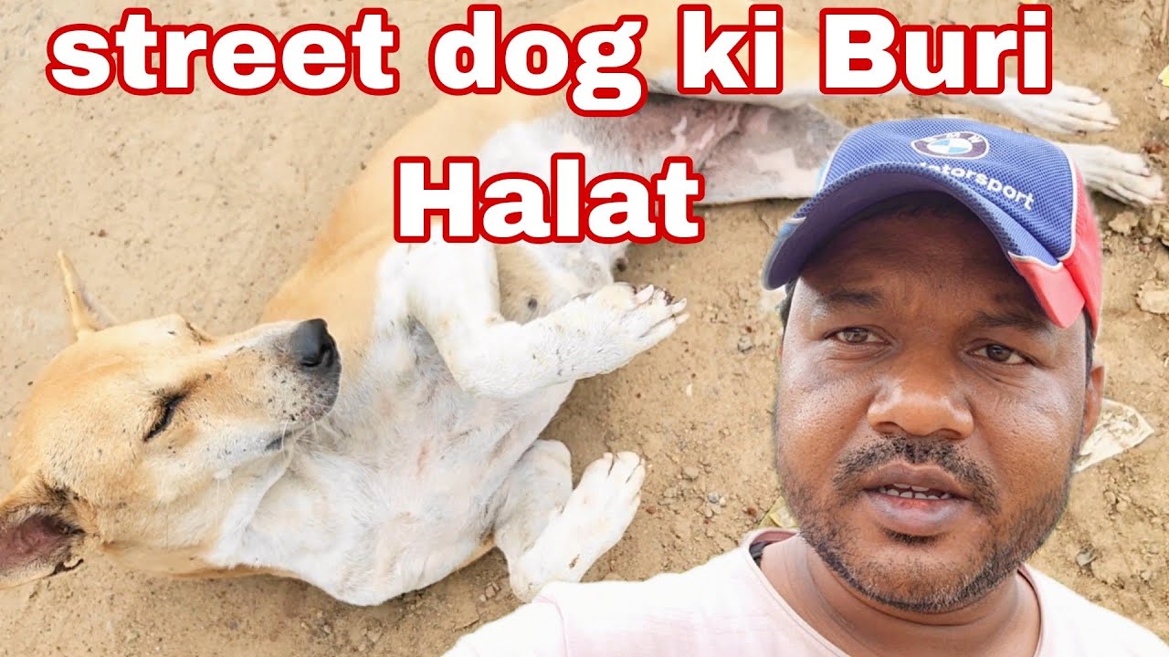 Injury street dog Mr manoj YouTube